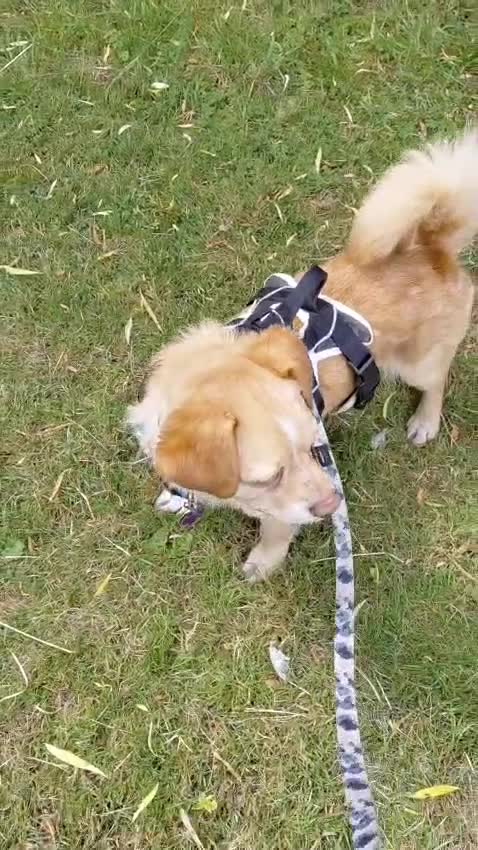 Mixed Breed dogs for adoption: Toby is looking for his forever home! (Nottingham) - Video 1