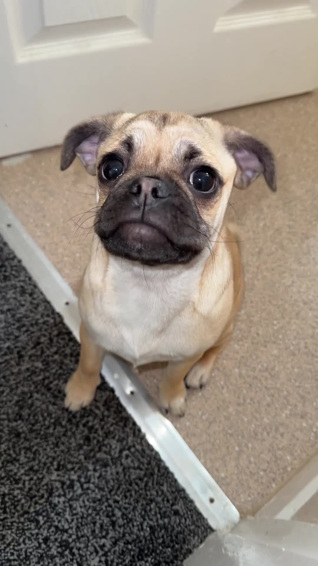 Mixed Breed dogs for sale: Maggie 1 year old Pug x Boston Terrier  - Video 1