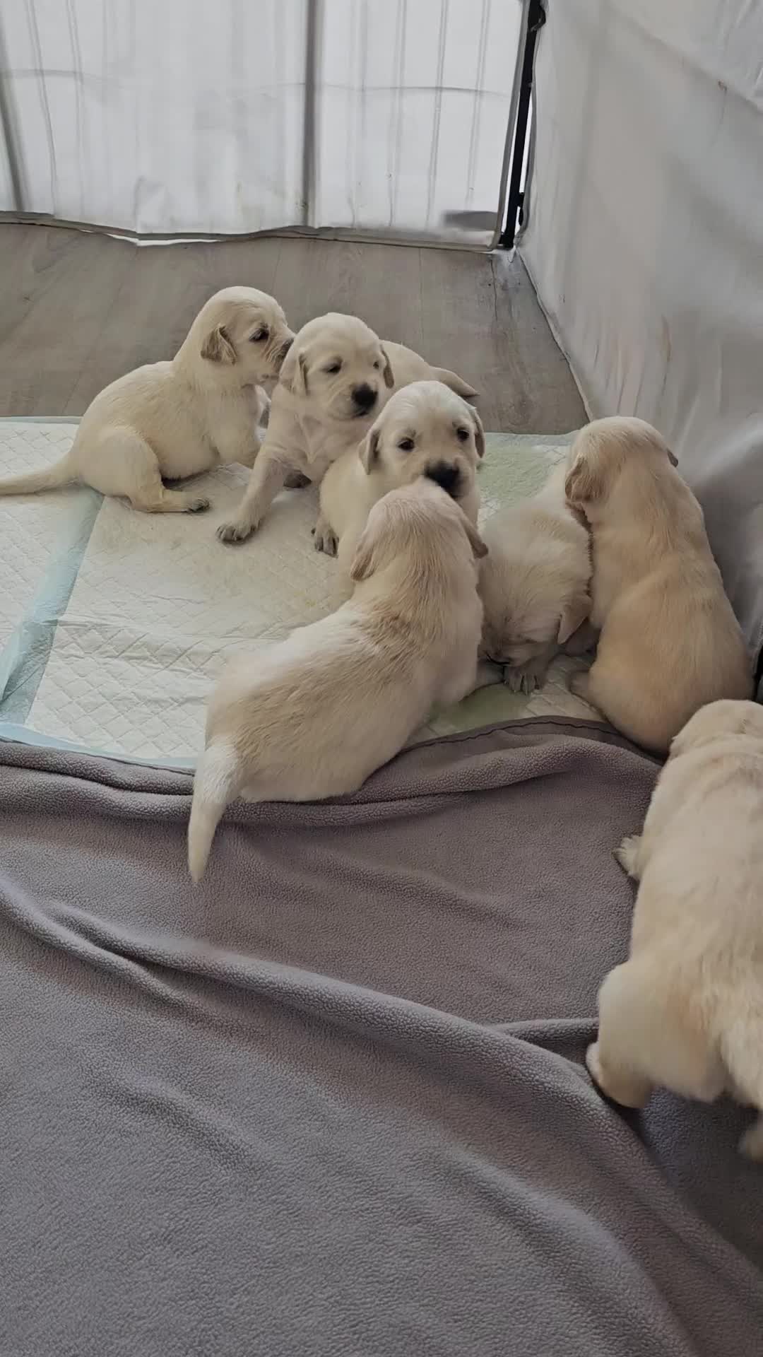Golden Retriever dogs for sale: Golden retriever pups - Video 1