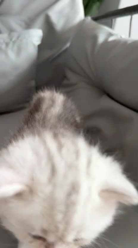 British Shorthair cats for sale: Persian x British shorthair kittens for sale  in Birmingham - Video 3