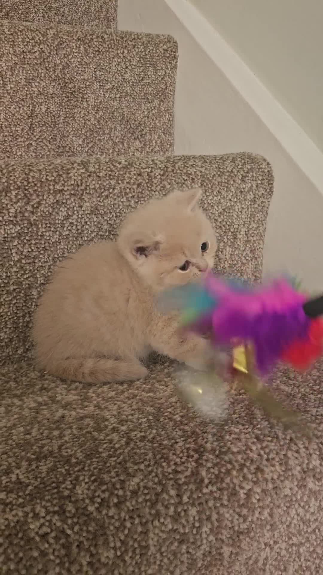 British Shorthair cats for sale: British shorthair kittens , ONLY 1 BOYS LEFT!!! - Video 2