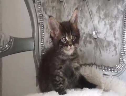 Maine Coon cats for sale: SHOW QUALITY MAINE COON KITTENS  - Video 2