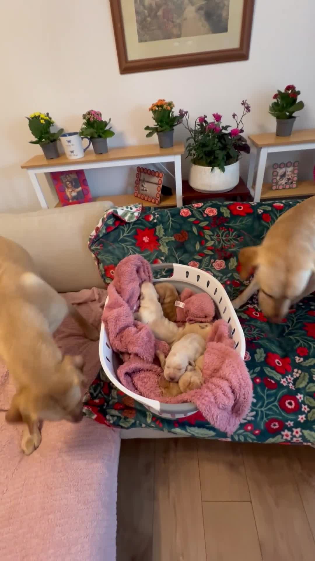 Labrador Retriever dogs for sale: Beautiful Labradors puppy’s looking for a new home in London - Video 4