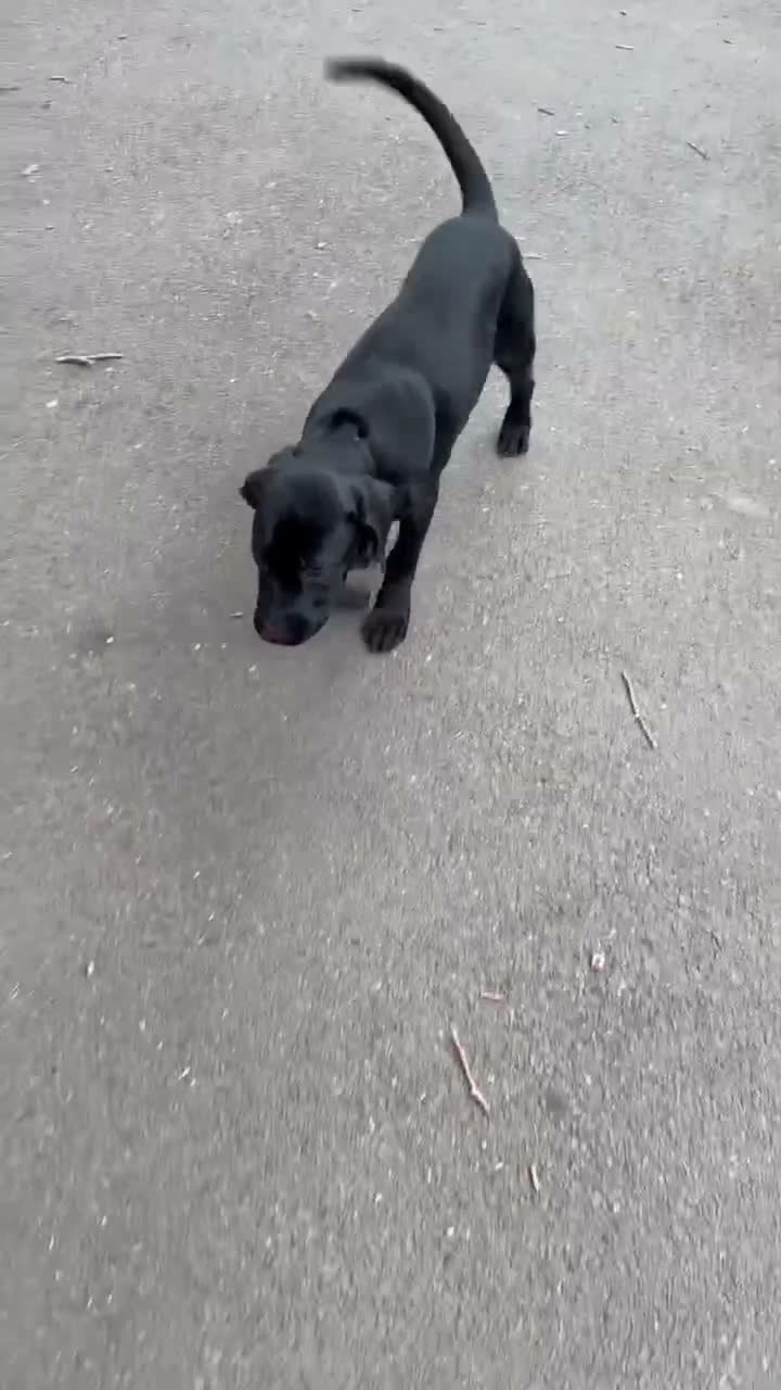 Cane Corso dogs for sale: Loving home needed  - Video 1