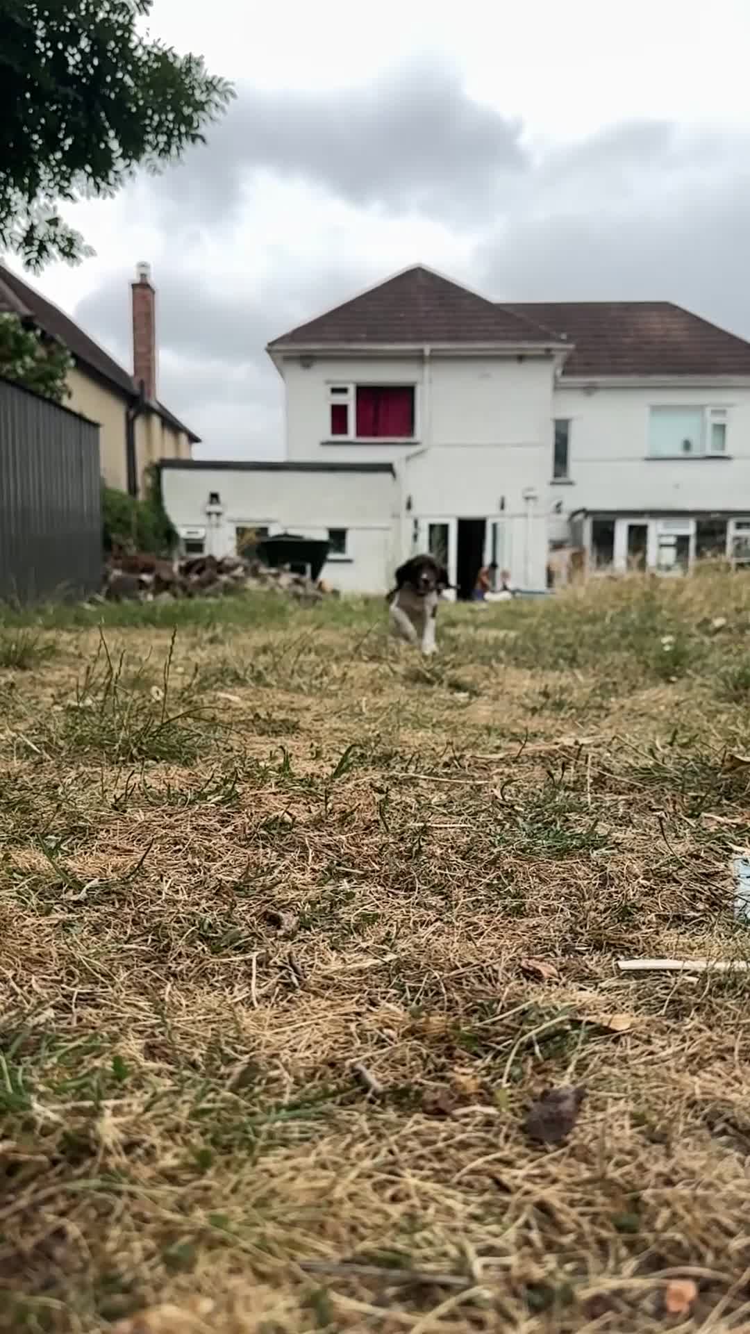 Sprocker dogs for sale: 3 Spaniel female puppies  in Mansfield - Video 3