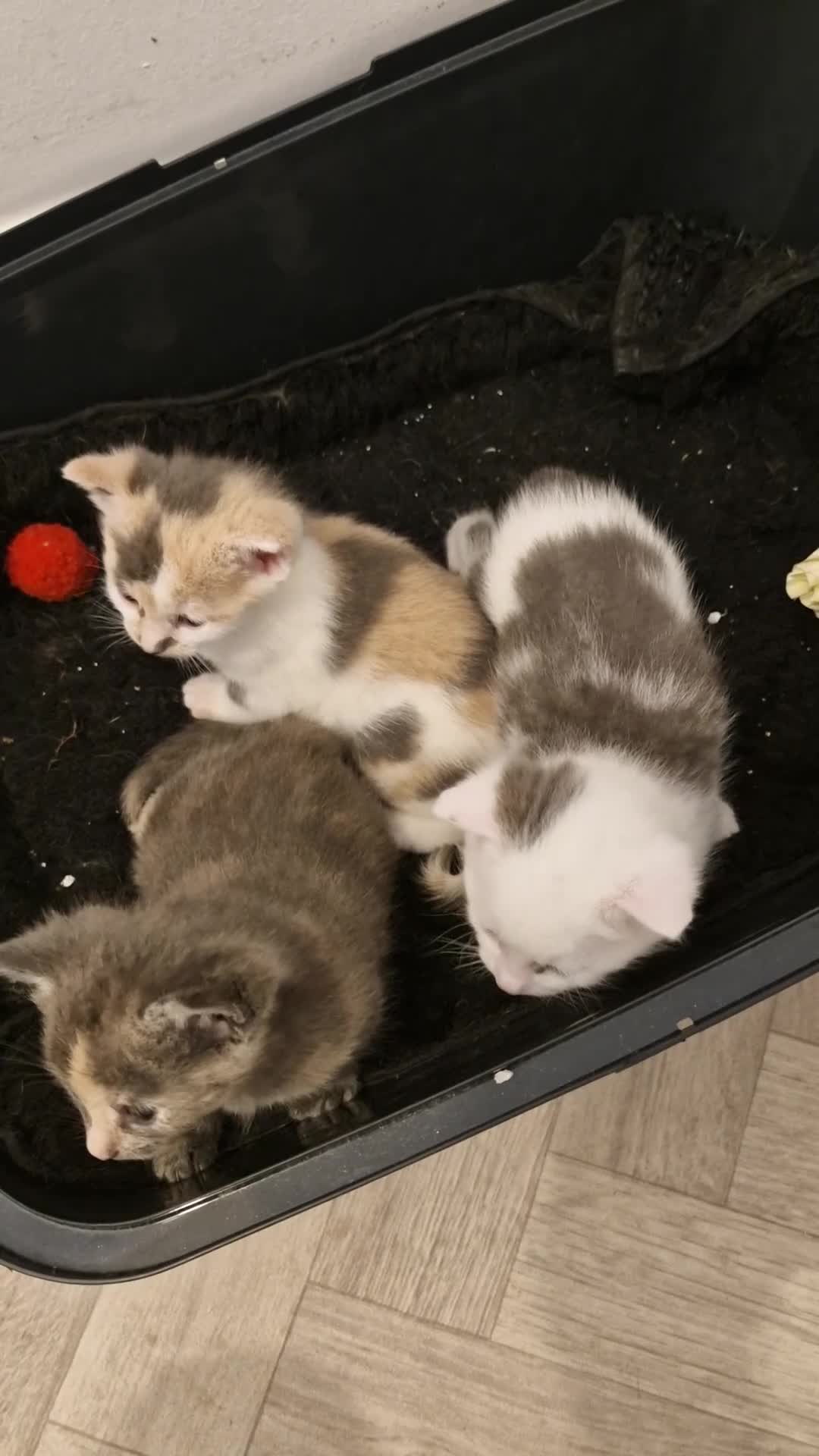 British Shorthair cats for sale: STUNNING RARE DILUTE CALICO KITTENS   - Video 1
