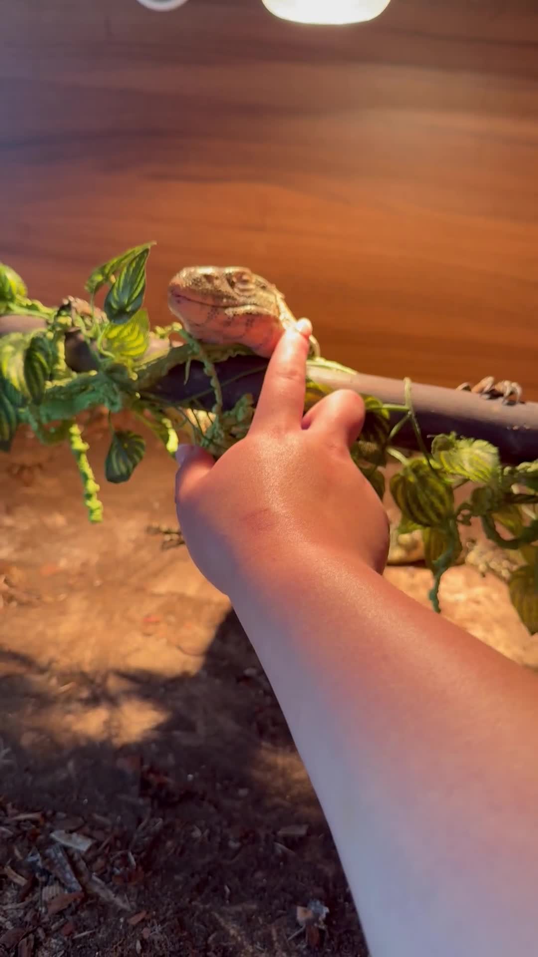 Monitor reptiles for sale: Nile monitor  - Video 1