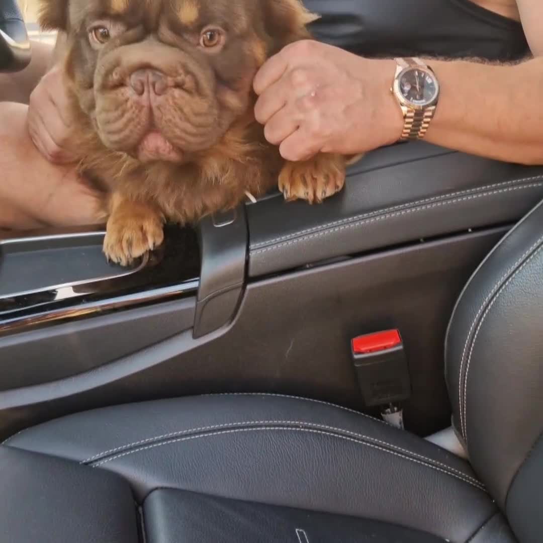 French Bulldog dogs for stud: Fluffy Rojo & Cherry Tan Big** STUD From £500 - Video 1