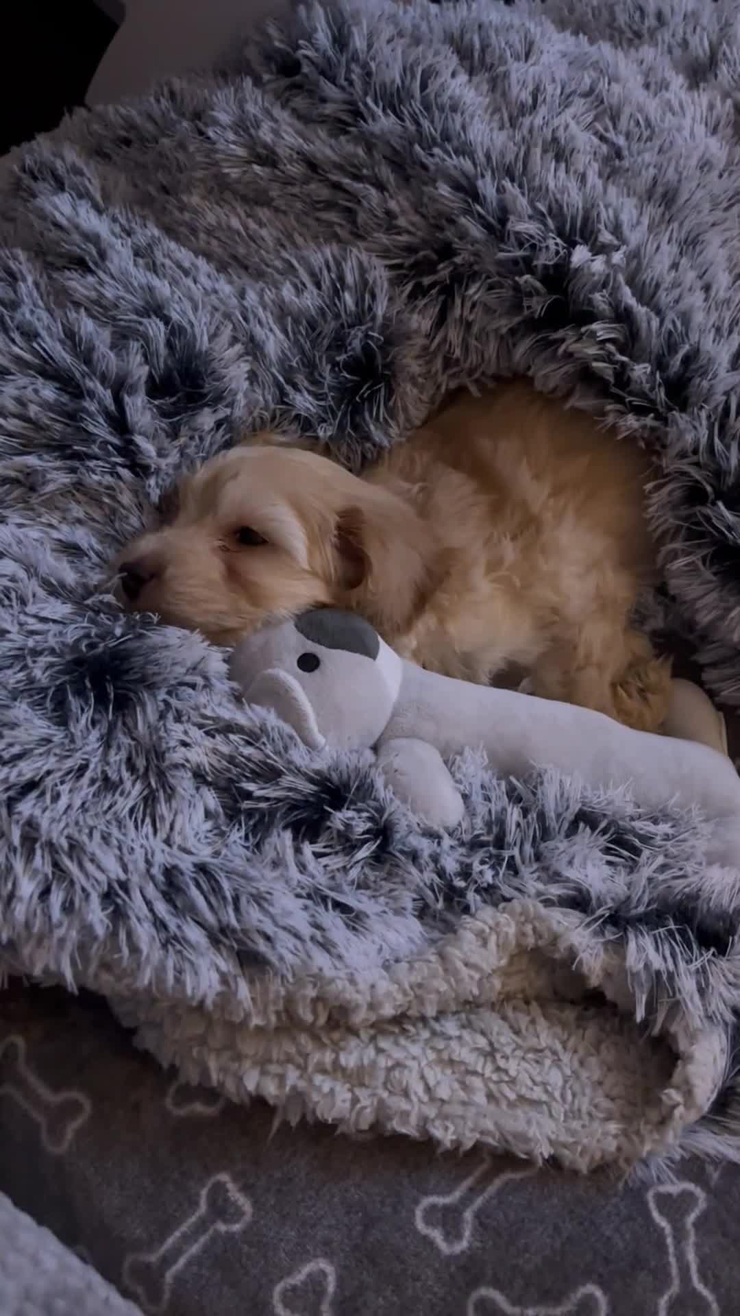 Cockapoo dogs for sale: Miniature Cockapoo Puppy (10 Weeks) - Video 2