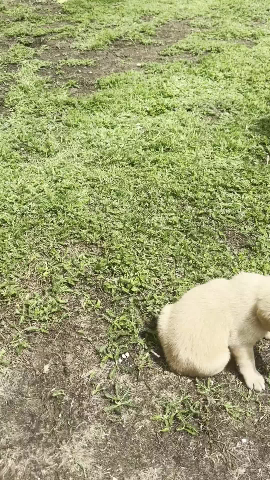 Labradoodle dogs for sale: Gorgeous F1b Labradoodle Puppies for loving homes. - Video 1