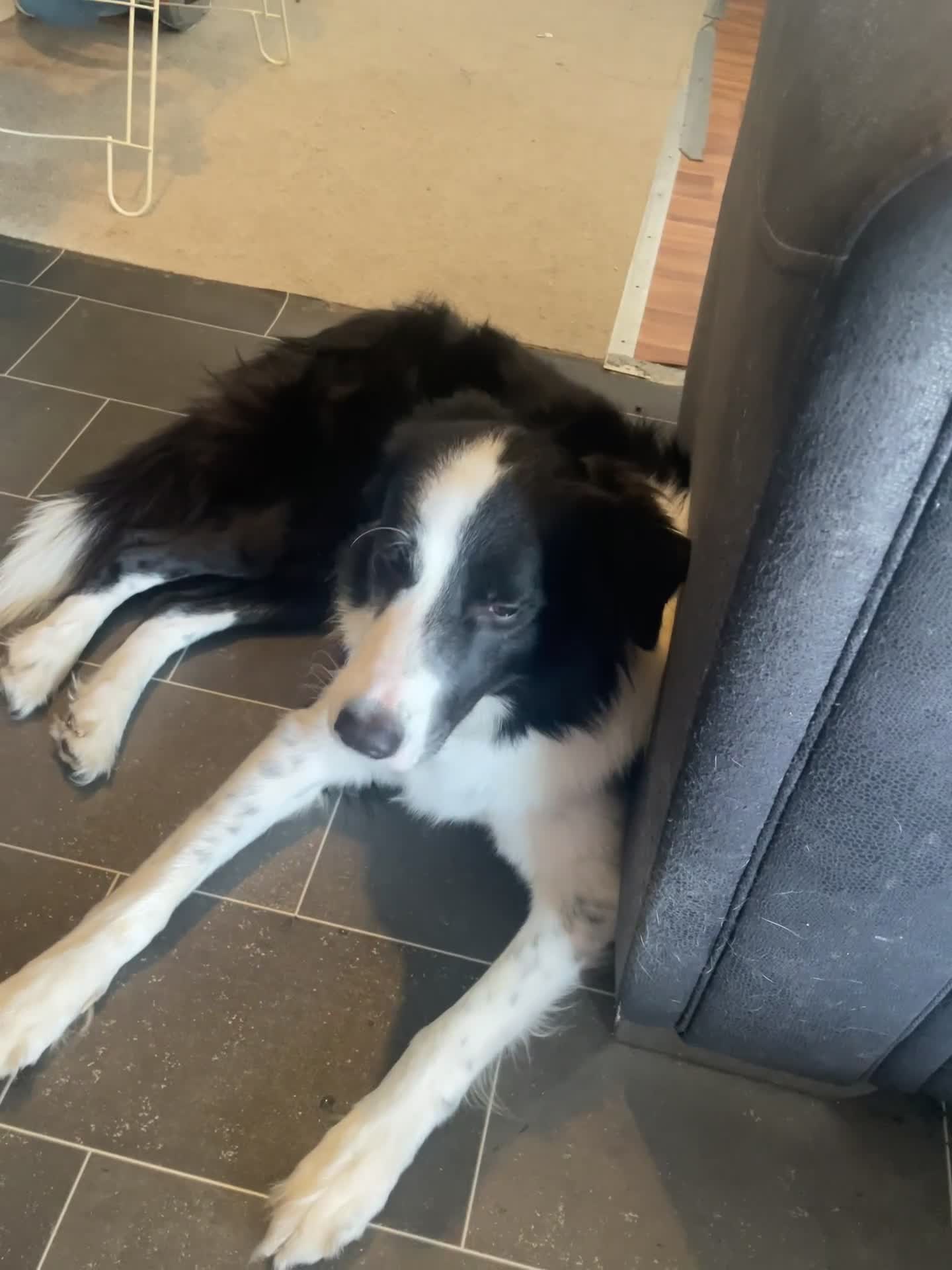 Border Collie dogs for sale: Mika Border collie 1/4 husky  - Video 1