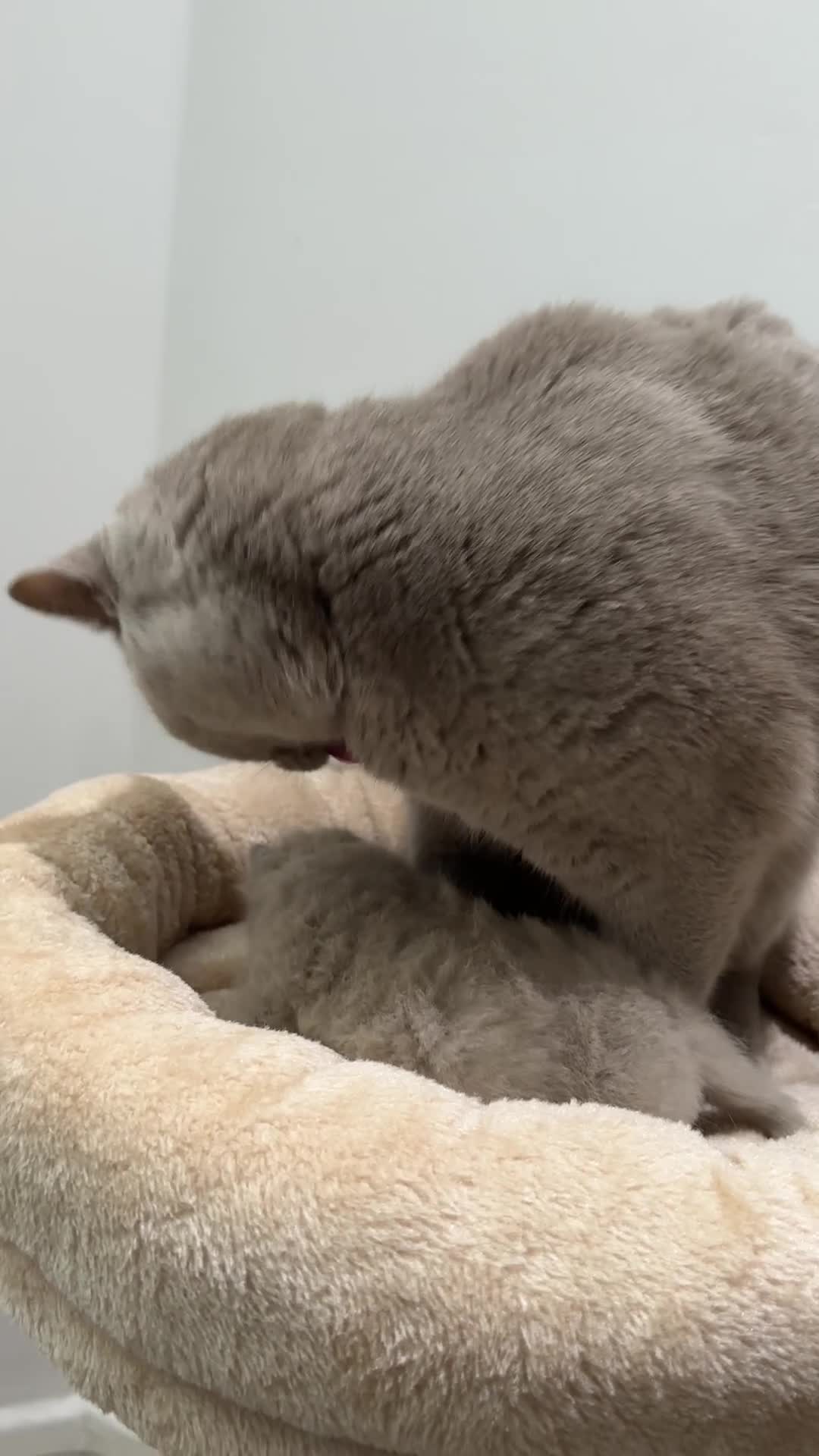 British Shorthair cats for sale: BSH Pedigree Cat and her kitten - Video 1