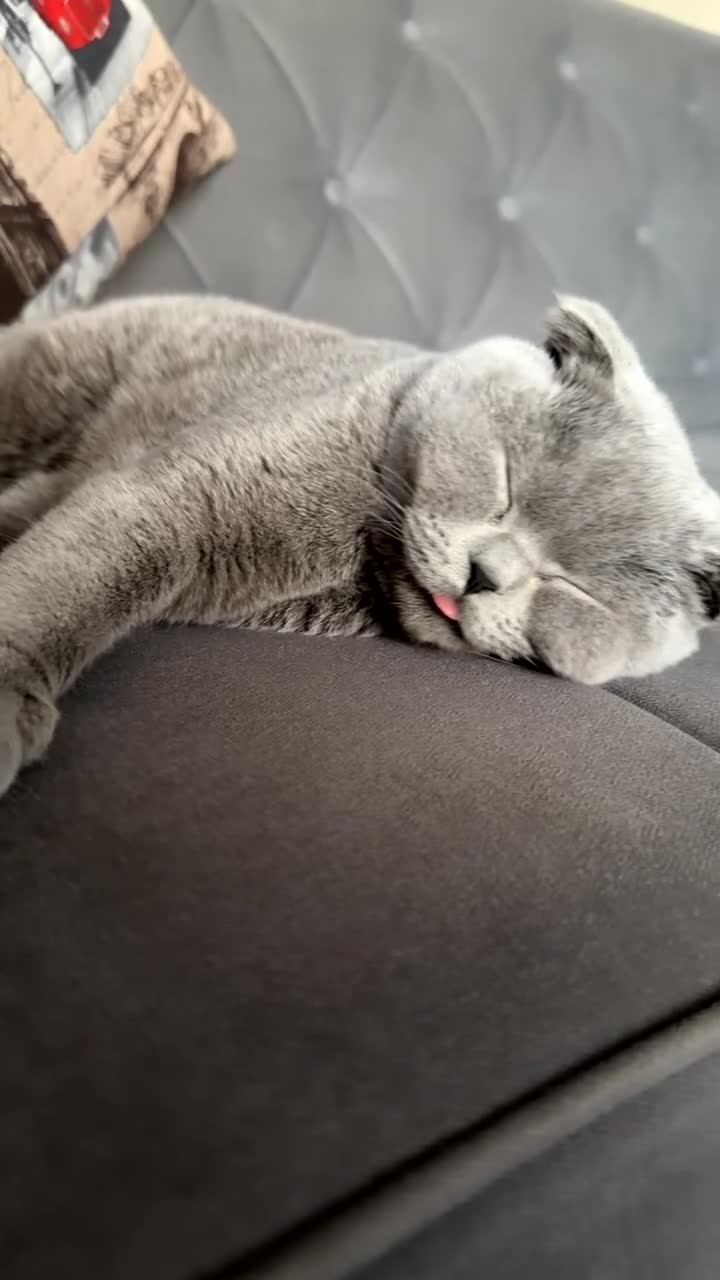 Scottish Fold cats for sale: Spayed/Neutered Scottish fold with everything  - Video 1