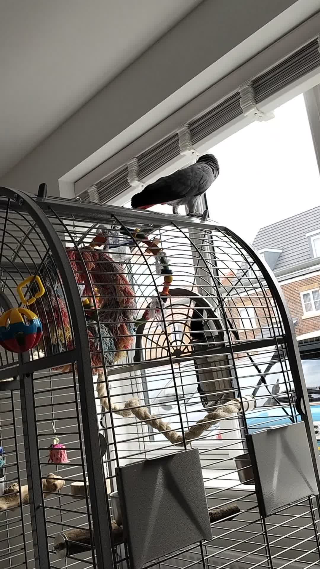 Parrots birds for sale: 7 Year Old Female African Grey - Video 1