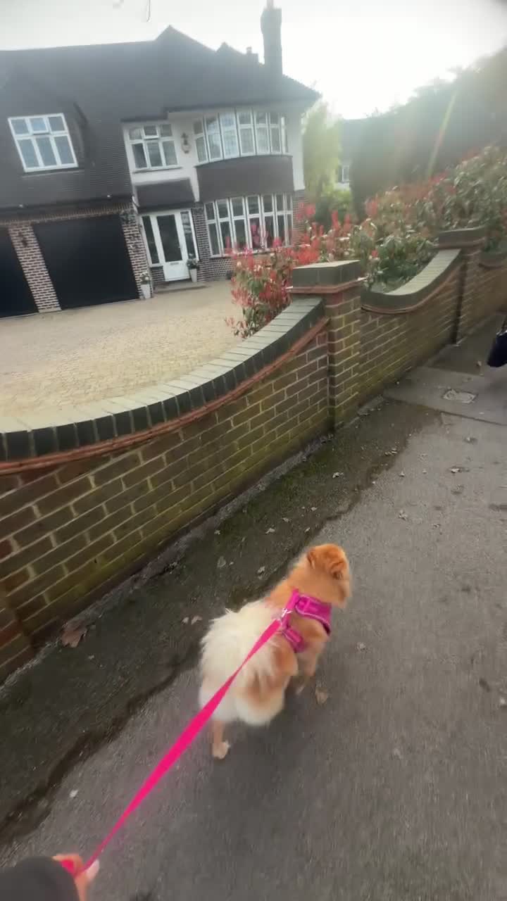 Pomsky dogs for stud:     Gorgeous Pomeranian Girl for Stud in London - Video 3