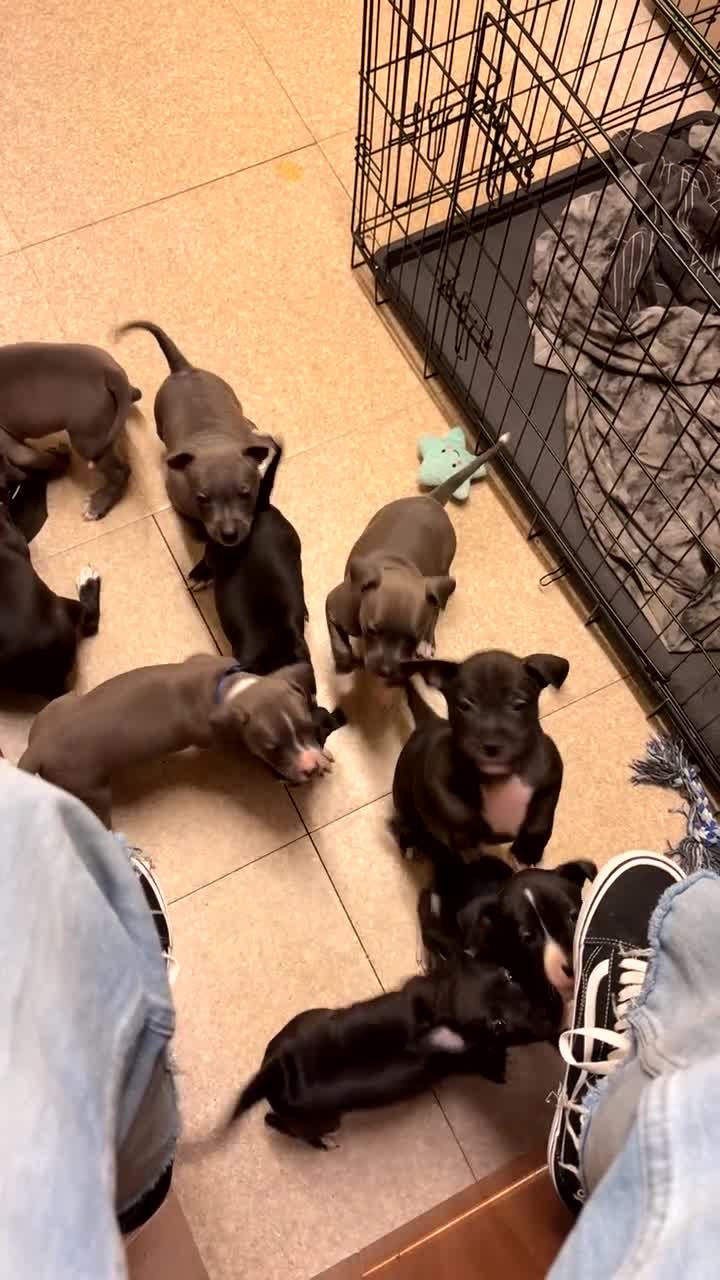 Staffordshire Bull Terrier dogs for sale: Staffordshire Bull Terrier hybrid puppies  - Video 1