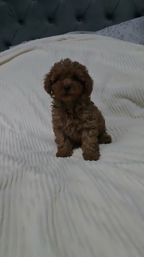 Poodle dogs for sale: Tiny Asian Poodle - Video 1