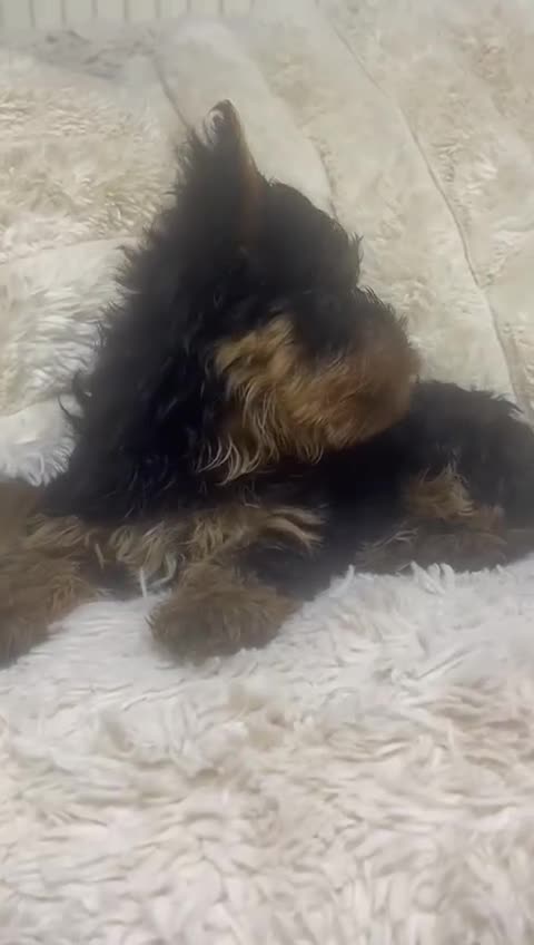 Yorkshire Terrier dogs for sale: FLUFFY BOY🐶READY! in Sheffield - Video 2