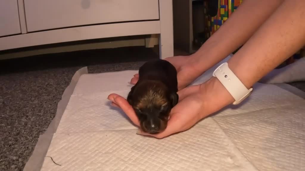 Miniature Dachshund dogs for sale: Beautiful miniature dachshund  in Swansea - Video 3