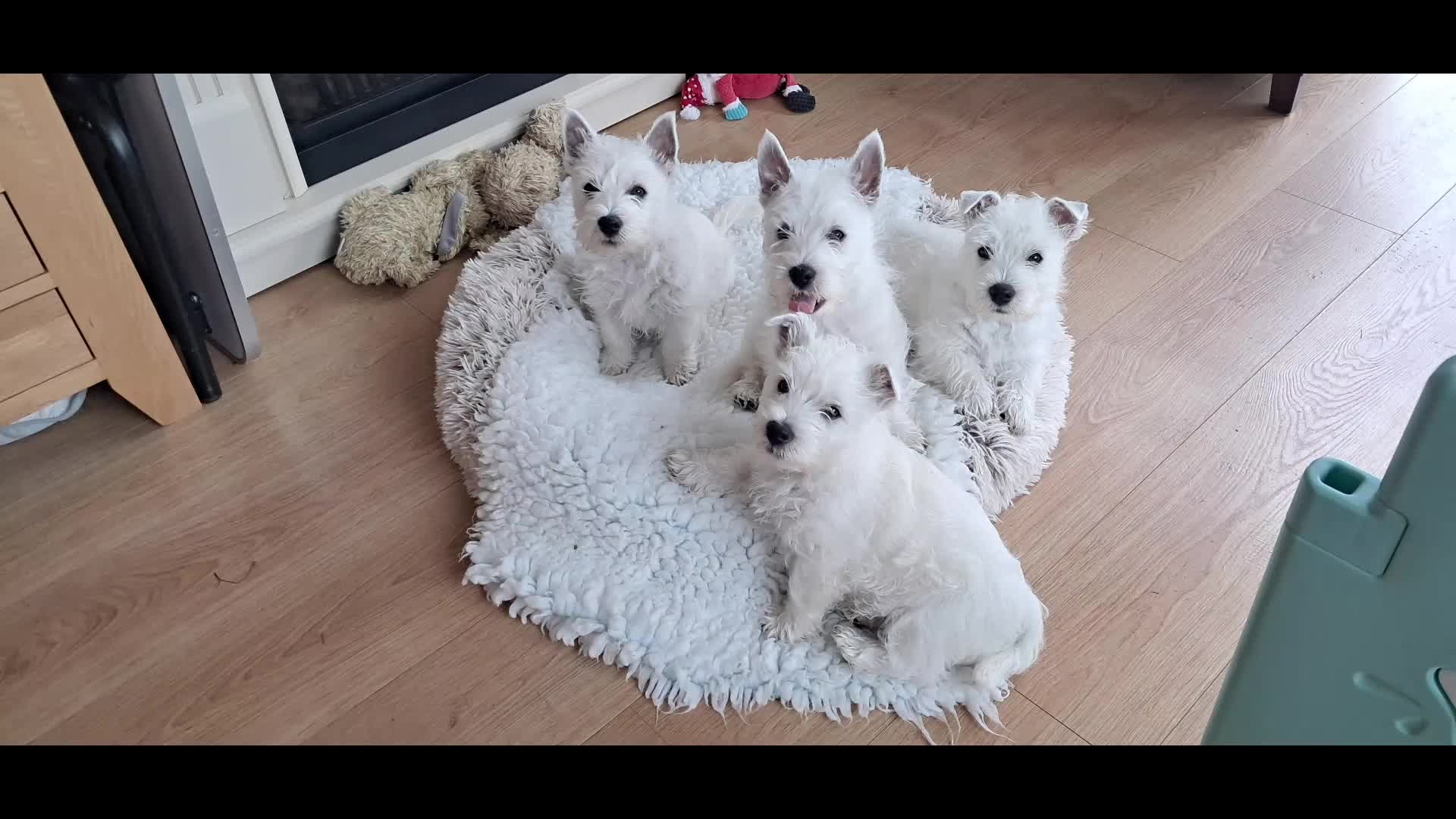 West Highland Terrier dogs for sale: West highland white terrier  - Video 1