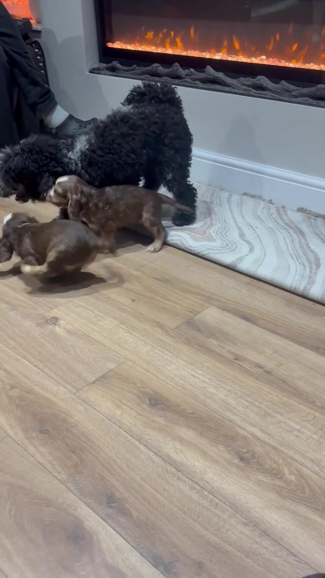Cocker Spaniel dogs for sale: Quality cocker spaniel pups  - Video 2