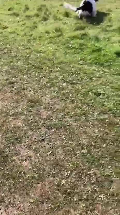 English Springer Spaniel dogs for sale: Meet Cooper an adorable and loveable puppy.   in Peterlee - Video 2