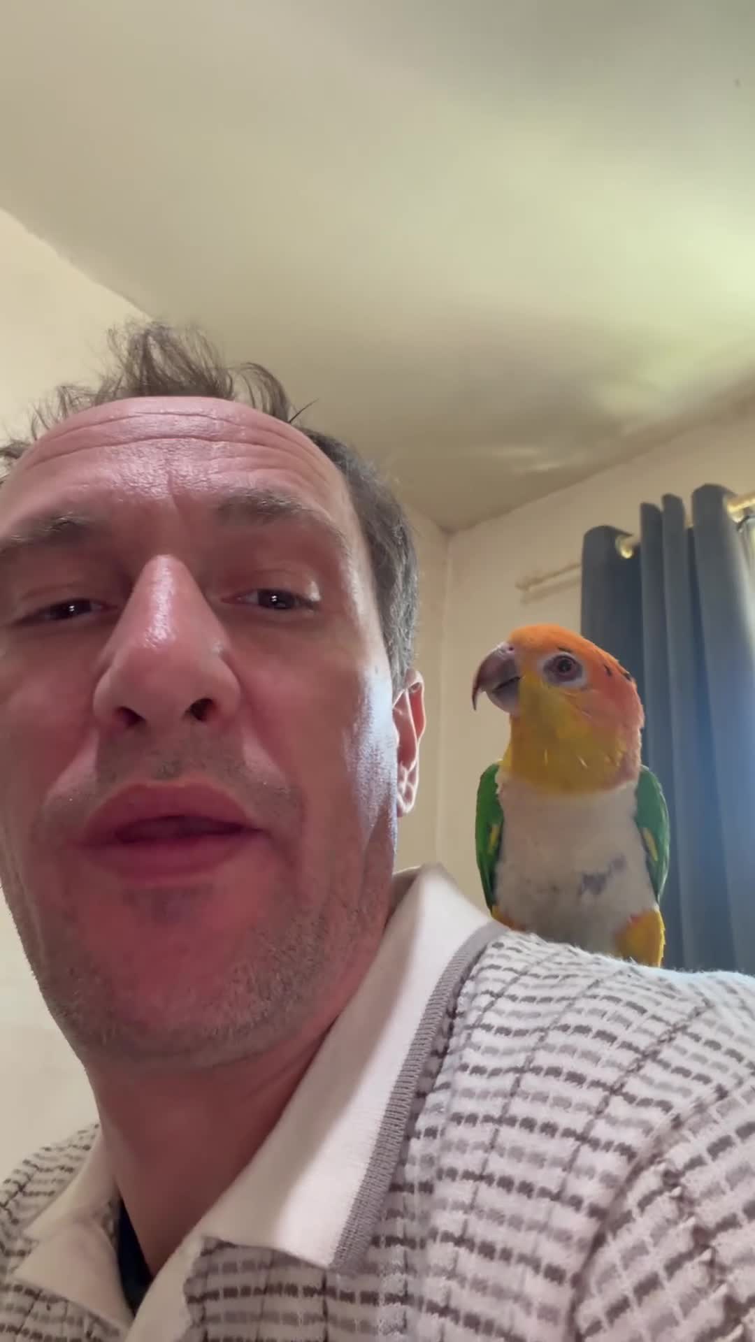 Parrots birds for sale: White bellied Caiques - Video 2