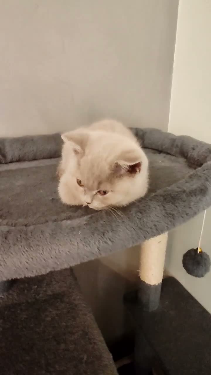 British Shorthair cats for sale: British shorthair kittens  - Video 1