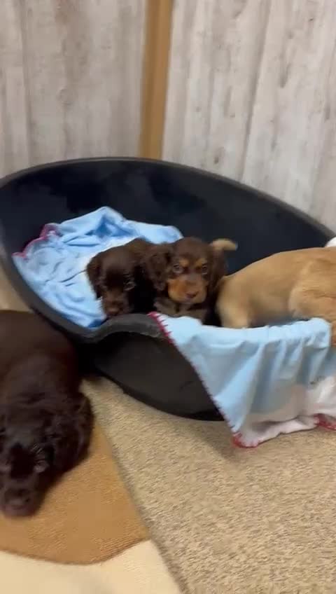 Cocker Spaniel dogs for sale: Kc registered cocker spaniel puppies  - Video 2