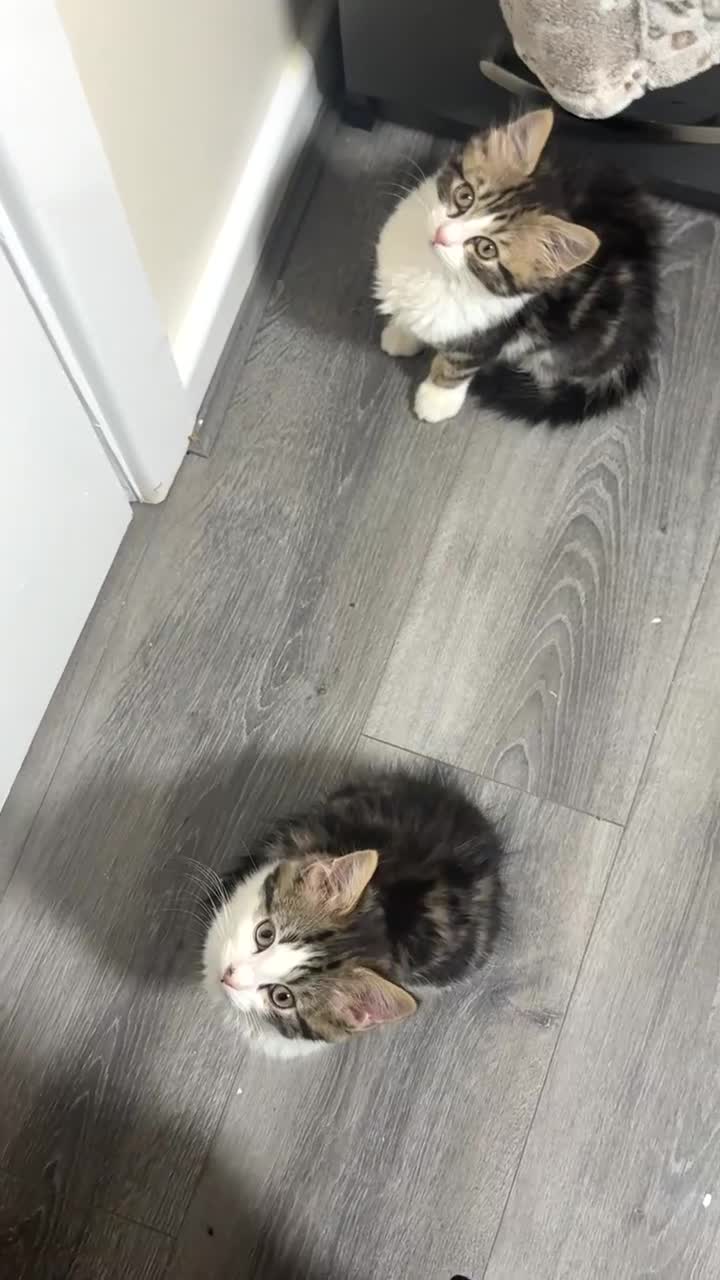 Mixed Breed cats for sale: Two friendly young male cats - ready now - Video 1