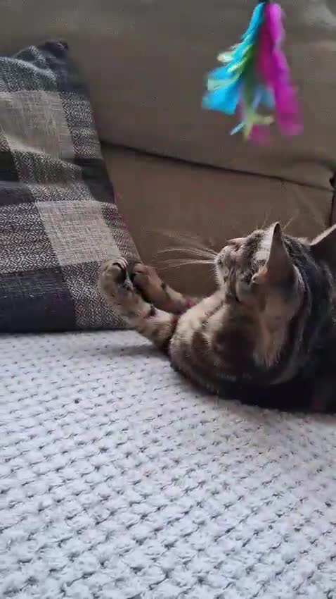 Bengal cats for sale: ✨️Stunning Bengal Looking for a forever home✨️🏠😻 - Video 2