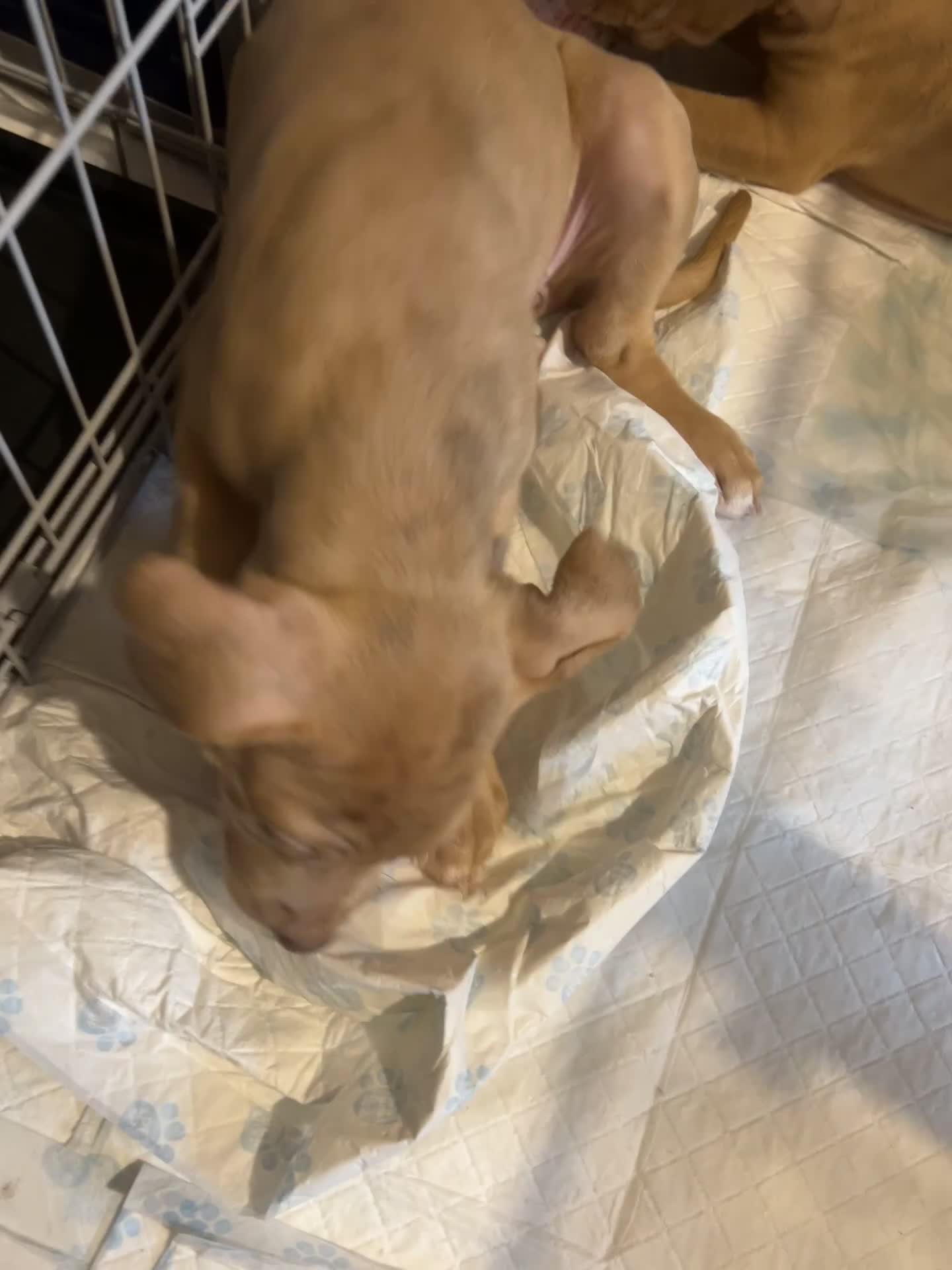 Mastiff dogs for sale: Mastiff X Puppies Looking for Forever Homes - Video 2