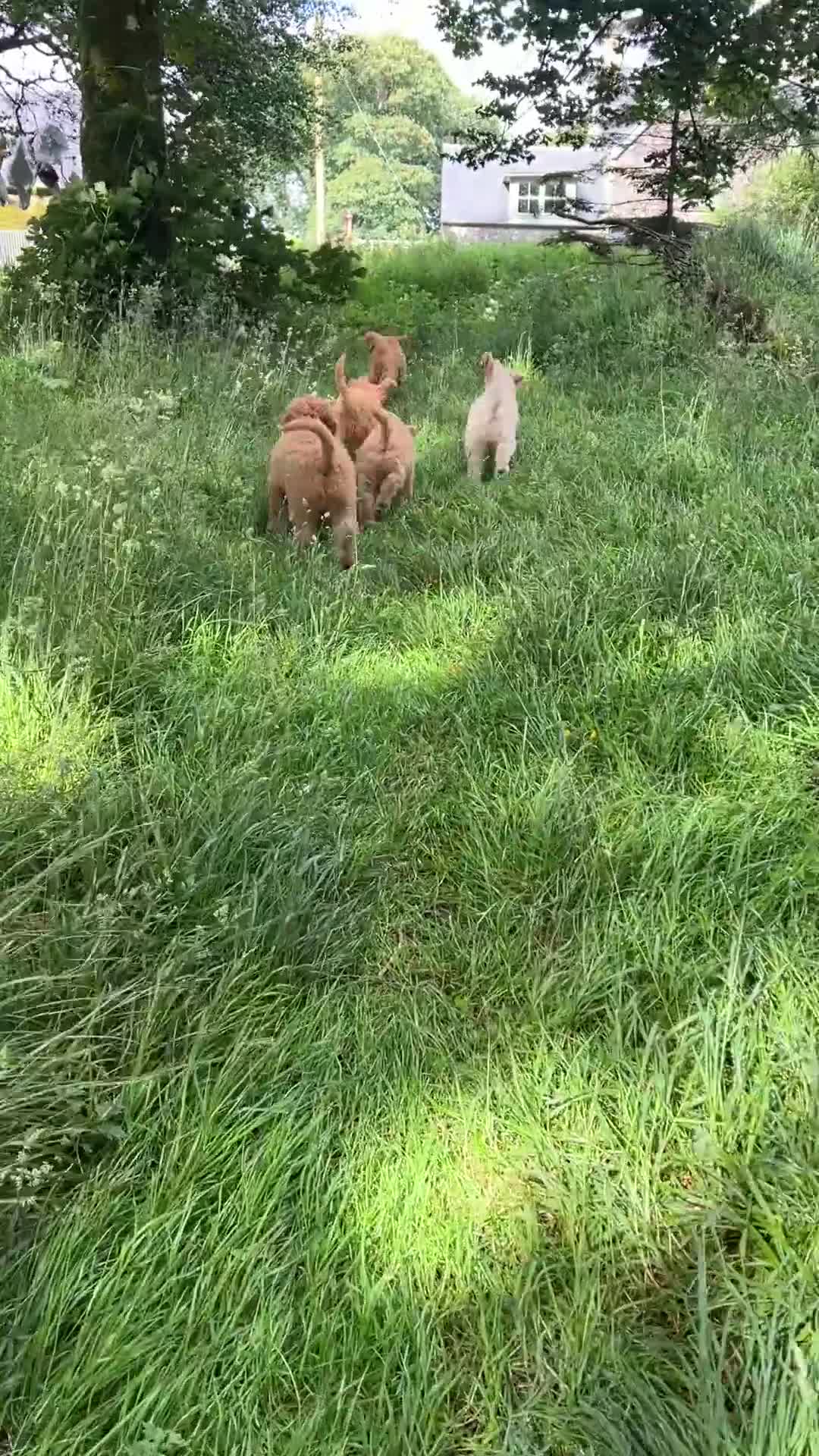 Labradoodle dogs for sale: Stunning F1 labradoodle  - Video 1