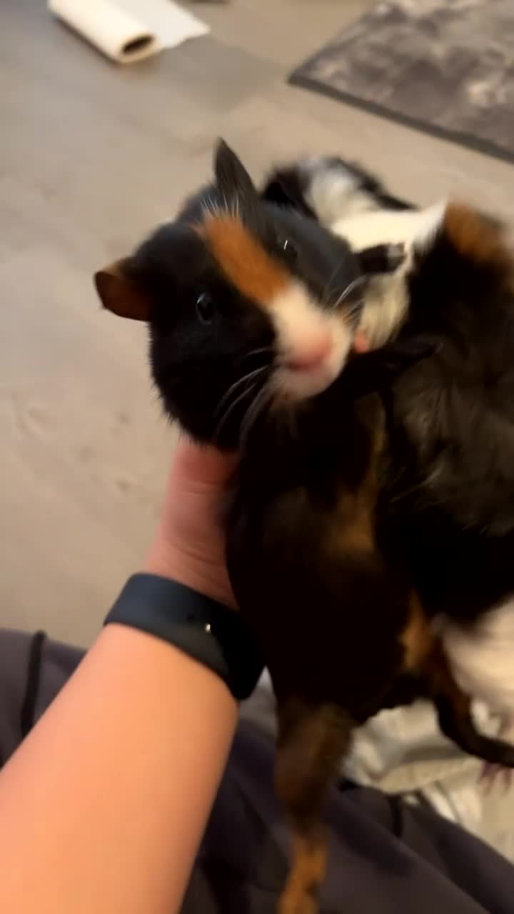 Guinea Pig rodents for sale: 2 male guinea pigs🥹 - Video 1