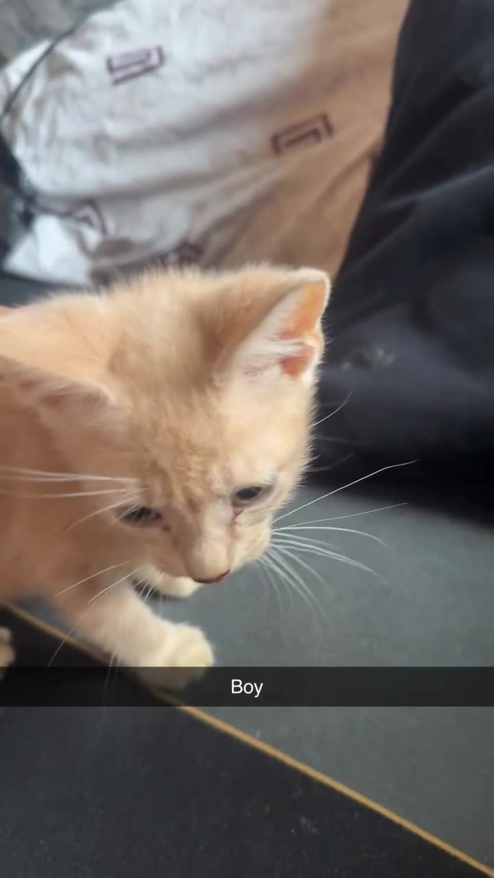 British Longhair cats for sale: 5 beautiful kittens for sale - Video 2