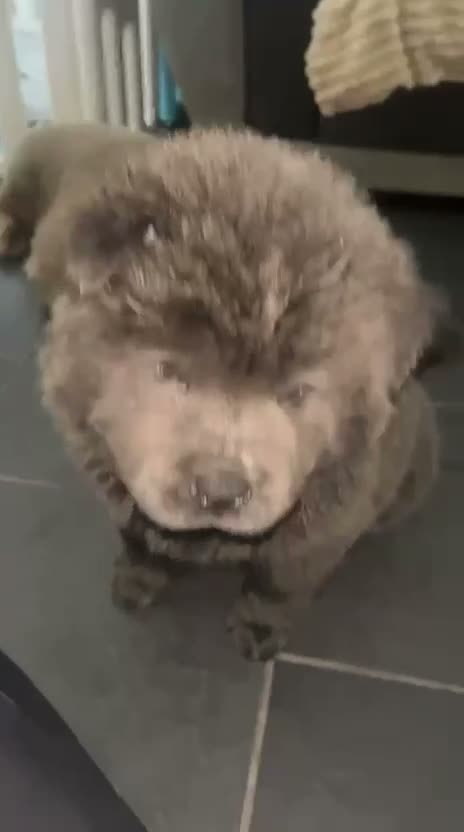 Chow Chow dogs for sale: Blue chow chow rare DNA - Video 1
