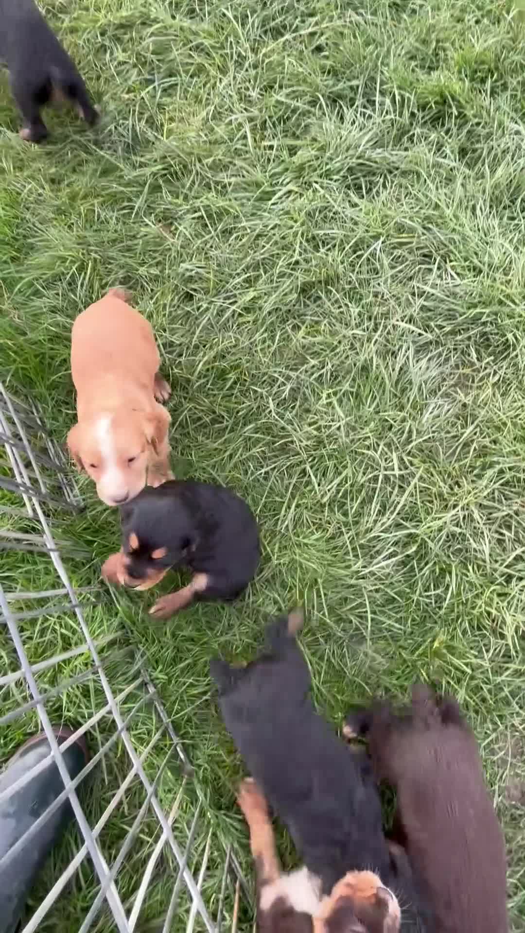 Cocker Spaniel dogs for sale: Cocker spaniel  - Video 4