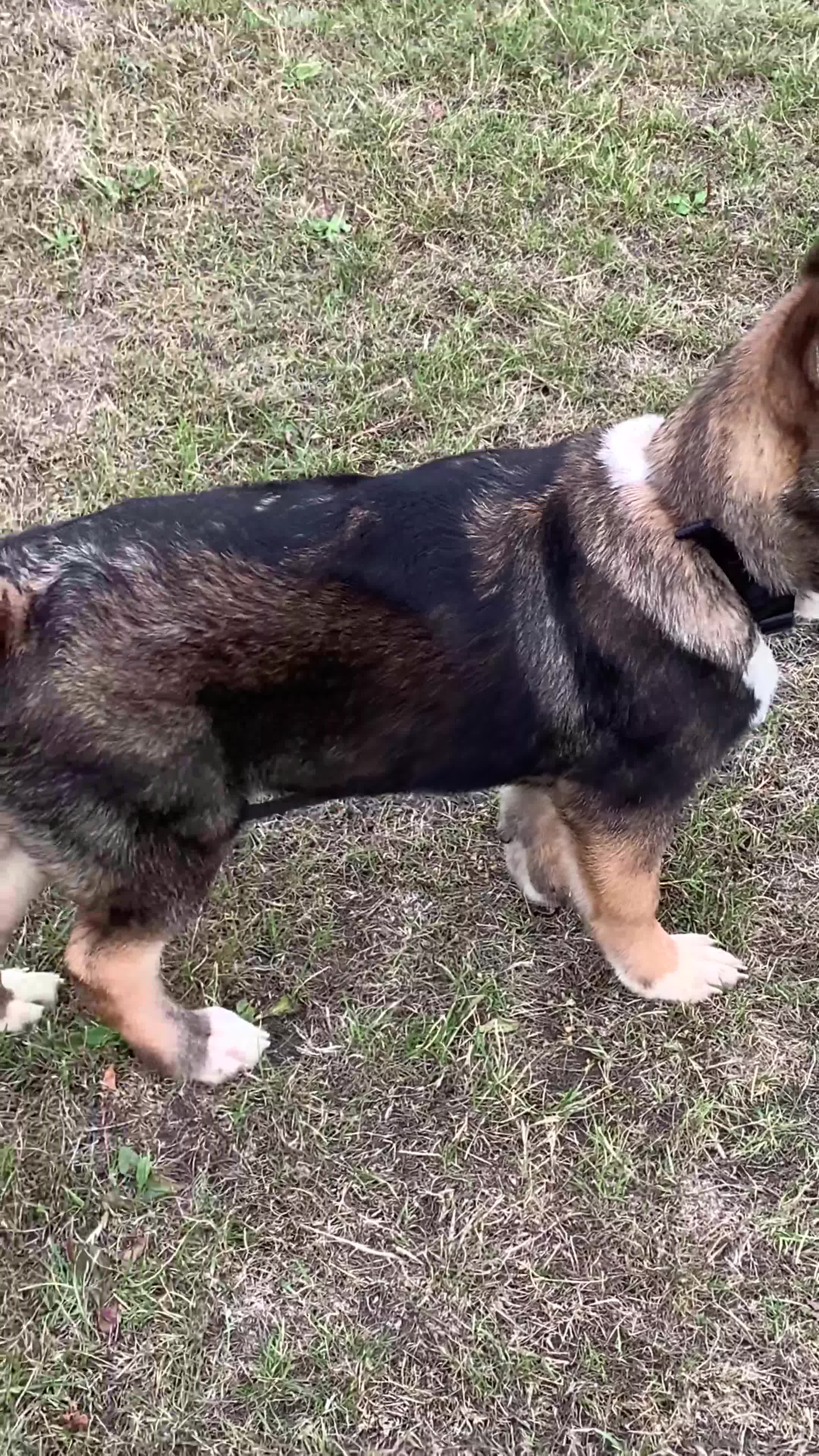Akita dogs for sale: American Akita pup last female(£600) - Video 1