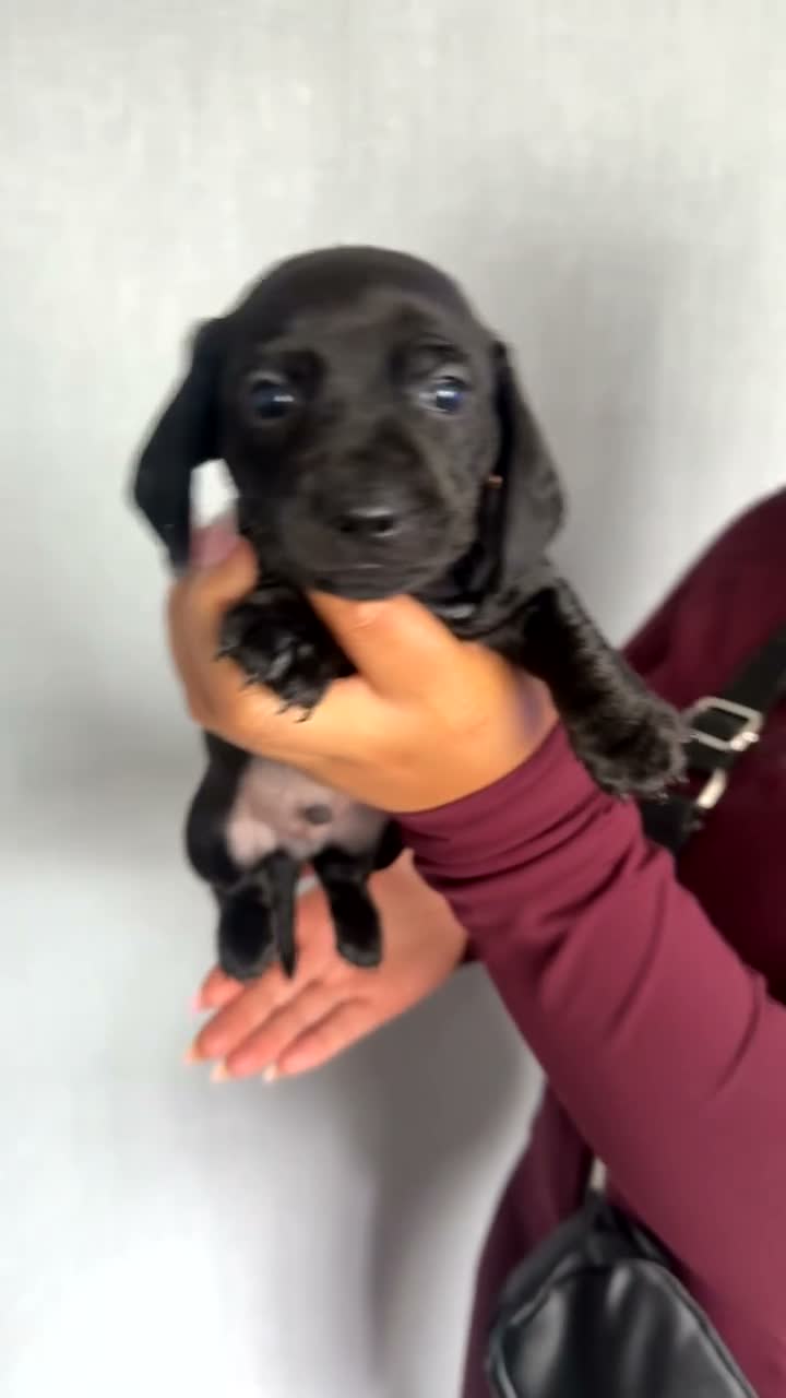 Miniature Dachshund dogs for sale: Miniature dachshunds  - Video 3
