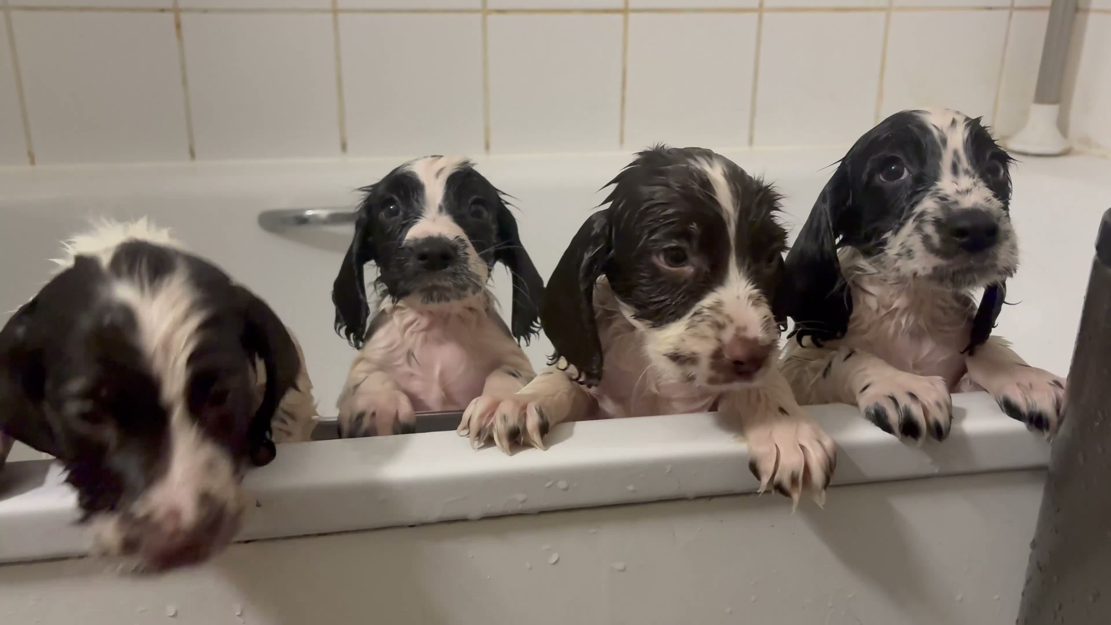 Sprocker dogs for sale: READY THIS WEEK🐶🏡 - Video 1