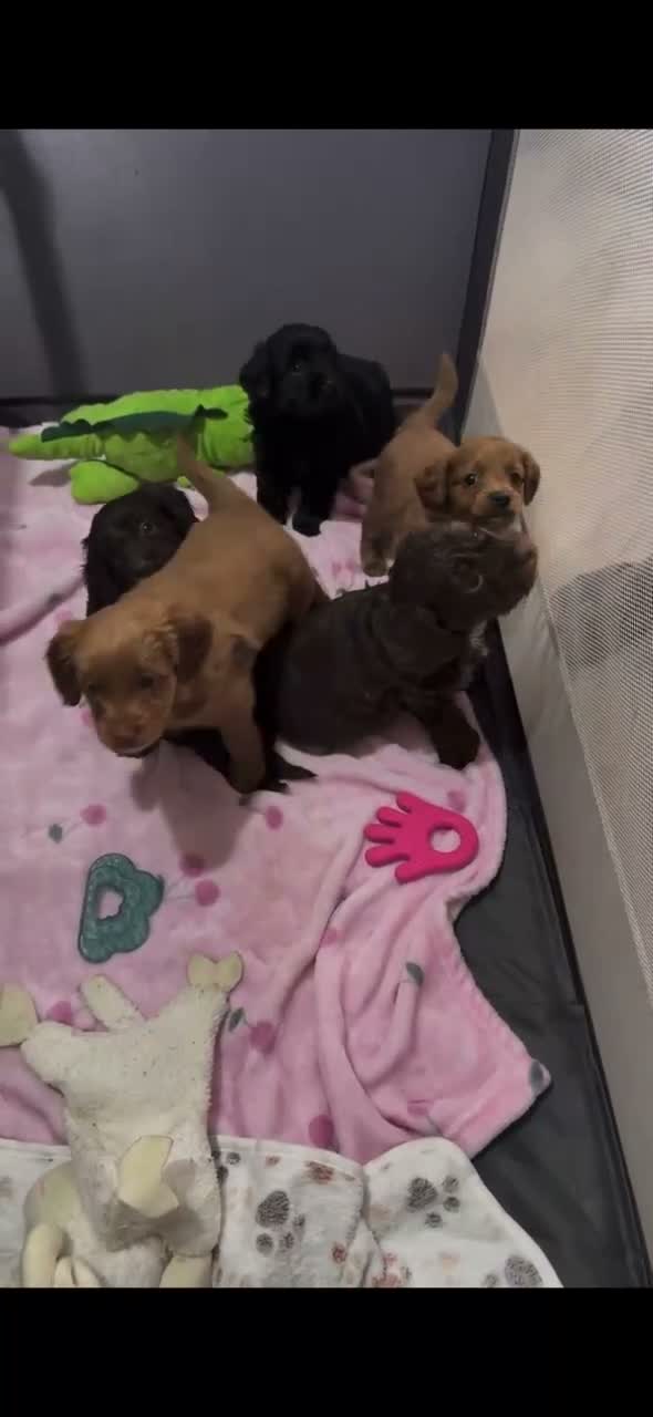 Mixed Breed dogs for sale: Cockapoo x Chihuahua mix puppies 🐶  - Video 1