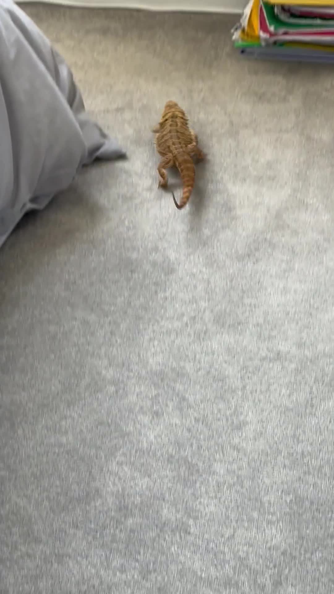Bearded Dragon reptiles for sale: 12 month old bearded Dragon  - Video 2