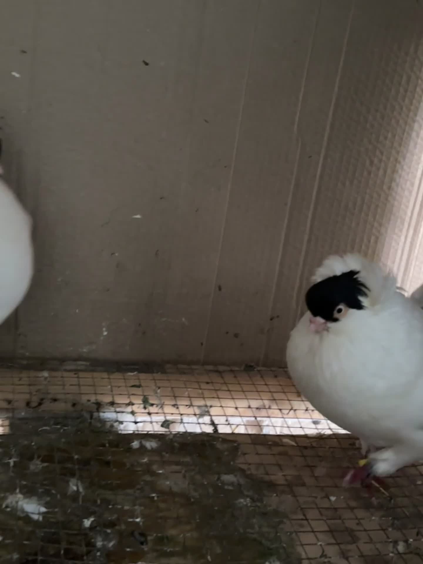 Pigeons birds for sale: pigeons  - Video 1