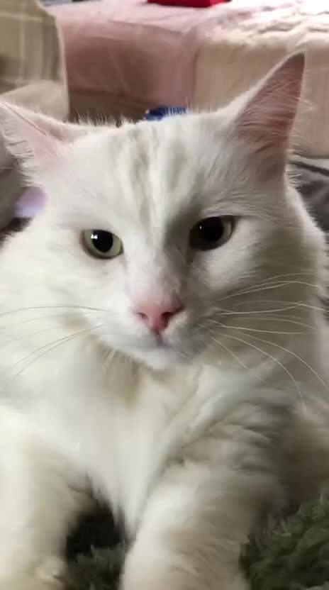 Mixed Breed cats for sale: Good looking Maine Coon Mix (outdoor cat) - Video 1