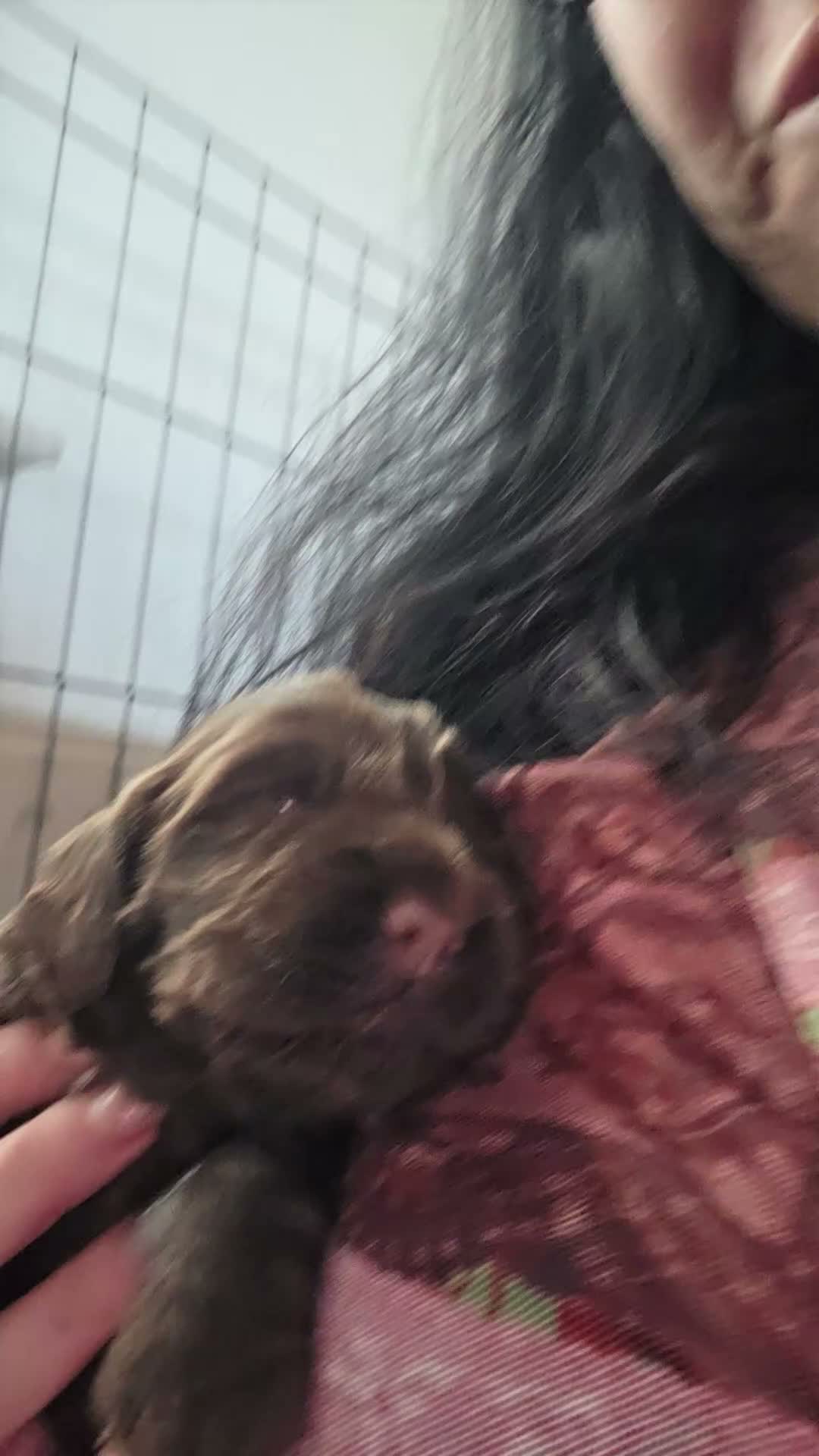 Cocker Spaniel dogs for sale: Beautiful cocker puppies - Video 2