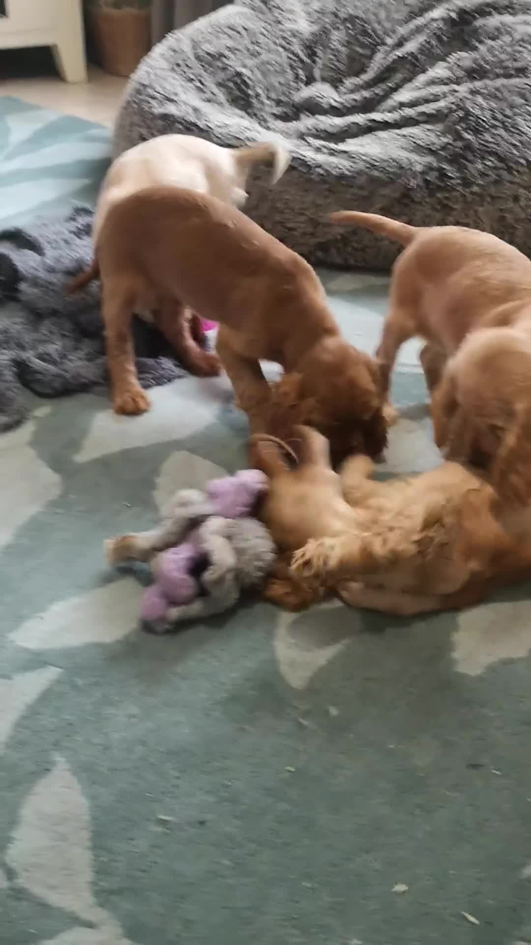 Cocker Spaniel dogs for sale: Health tested puppies  - Video 1