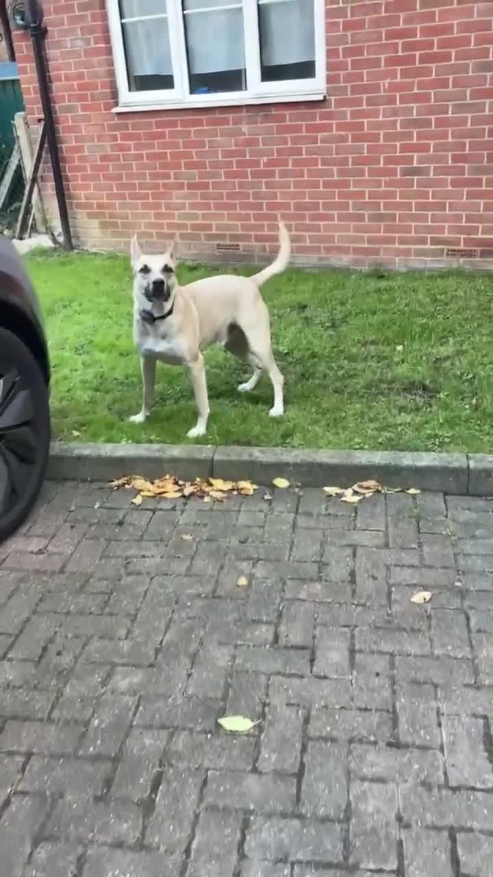 Mixed Breed dogs for adoption: COOPER – A wondrous mixed breed boy, 2 years old in London - Video 3