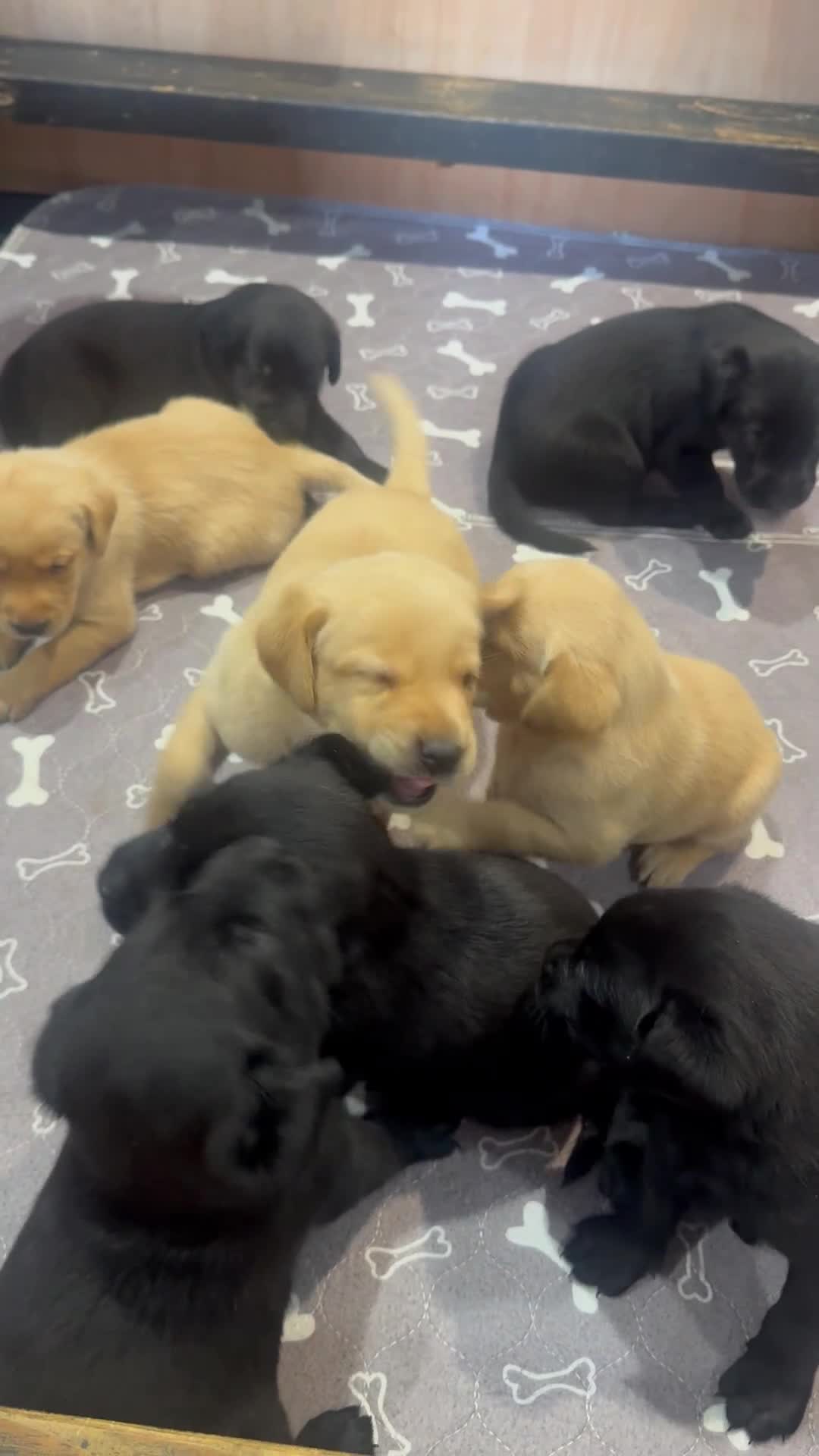 Labrador Retriever dogs for sale: Labrador Puppies  - Video 1