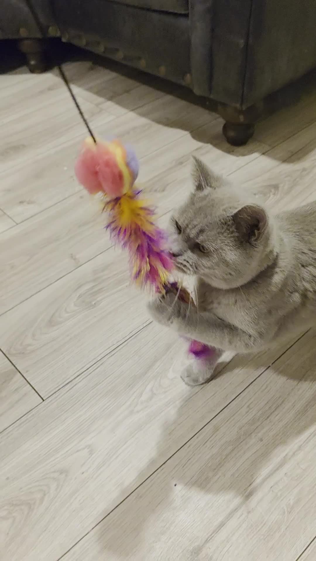 British Shorthair cats for stud: BSH lilac stud - Video 1