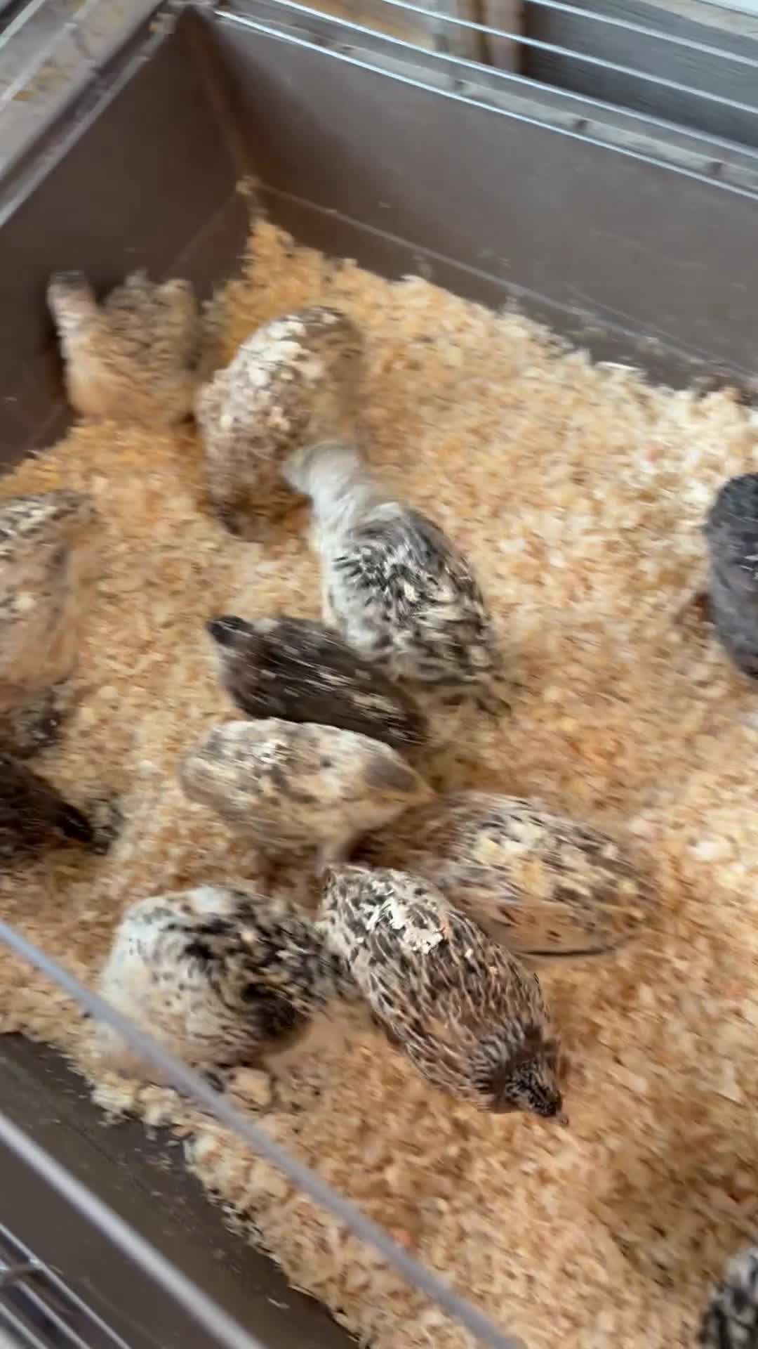 Quail poultry for sale: Coturnix Quail, egg laying hens, males, young one - Video 2